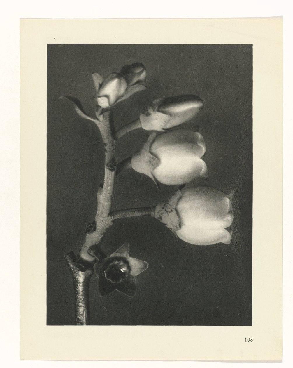 plan çalışması Sanat Arketipleri (dizi başlığı) by Karl Blossfeldt