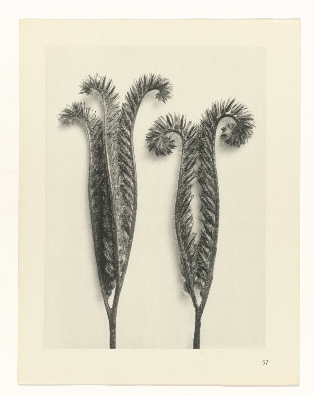 plan çalışması Sanat Arketipleri (dizi başlığı) by Karl Blossfeldt