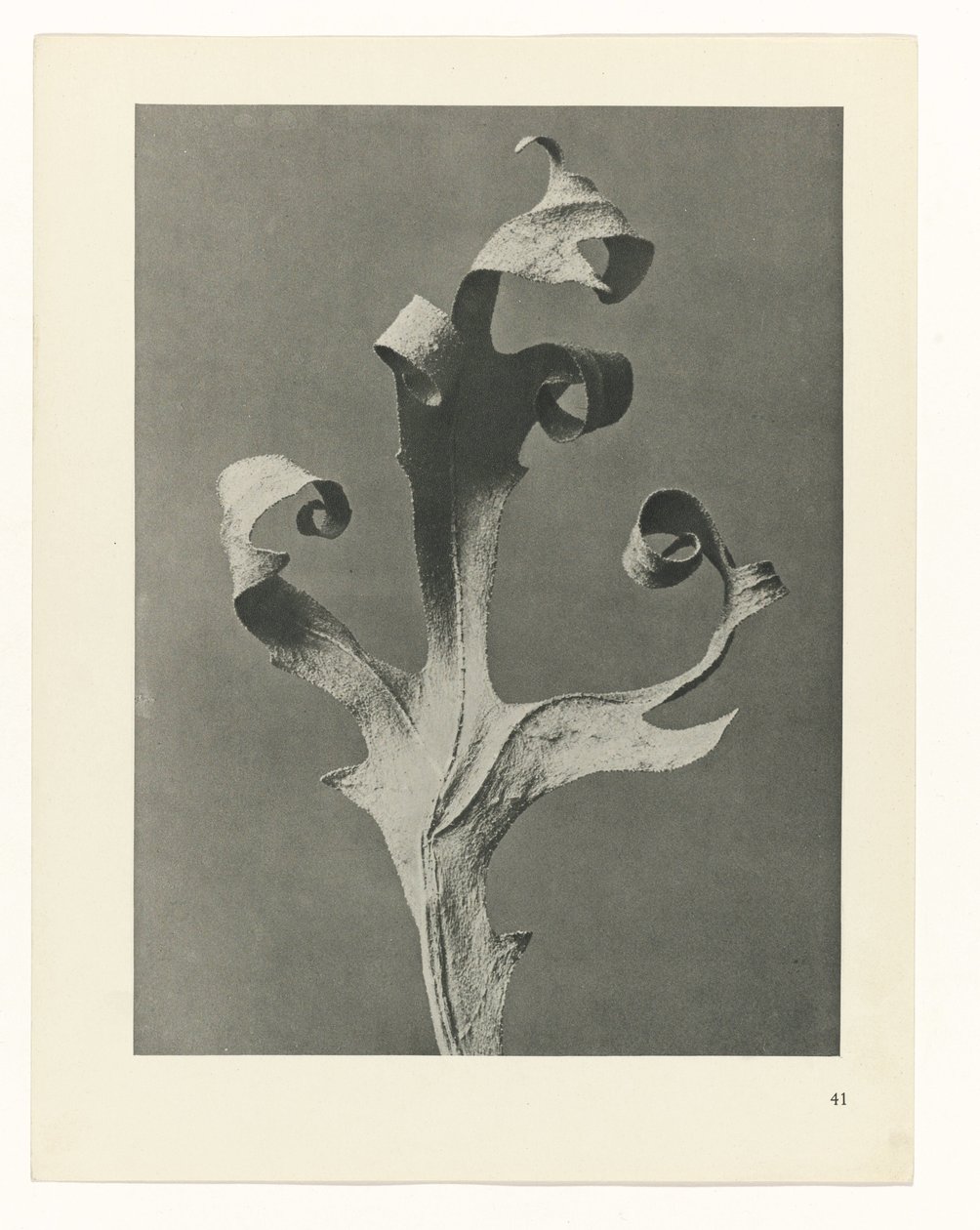 plan çalışması Sanat Arketipleri (dizi başlığı) by Karl Blossfeldt