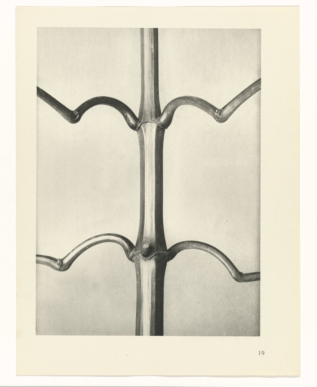 plan çalışması Sanat Arketipleri (dizi başlığı) by Karl Blossfeldt