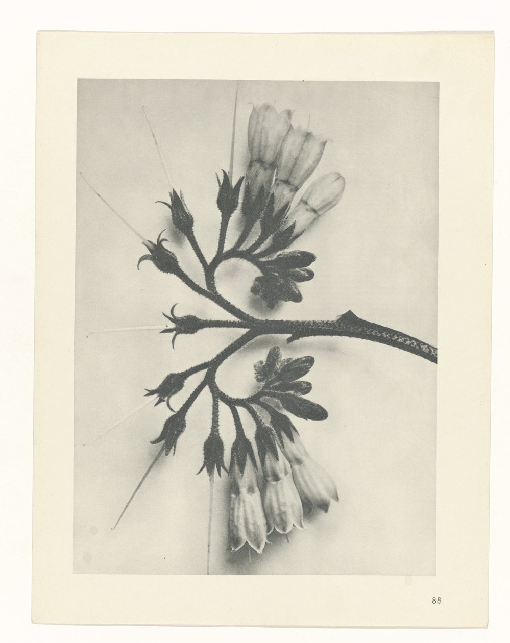 plan çalışması Sanat Arketipleri (dizi başlığı) by Karl Blossfeldt
