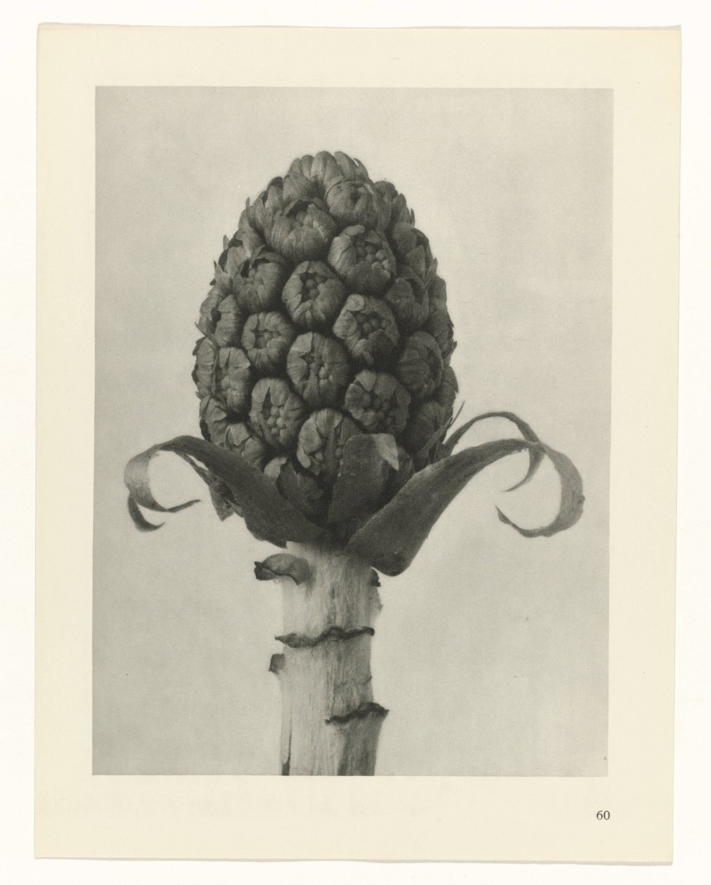 plan çalışması Sanat Arketipleri (dizi başlığı) by Karl Blossfeldt