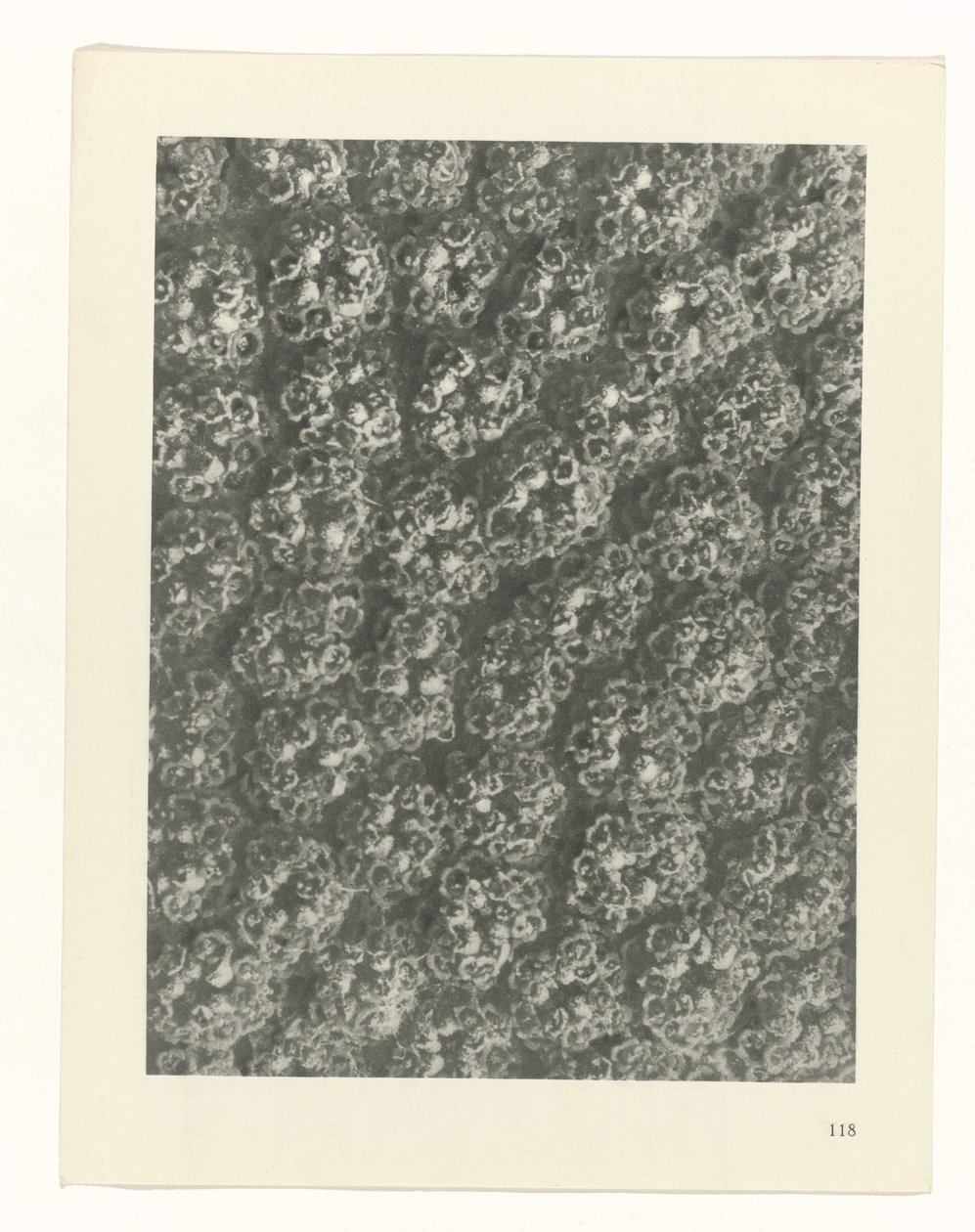 plan çalışması Sanat Arketipleri (dizi başlığı) by Karl Blossfeldt