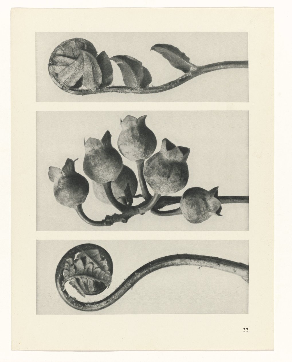 plan çalışması Sanat Arketipleri (dizi başlığı) by Karl Blossfeldt