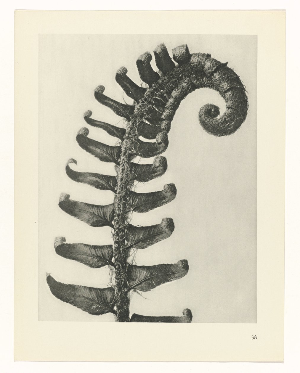 Sanat arketiplerini planlayın (dizi başlığı) by Karl Blossfeldt