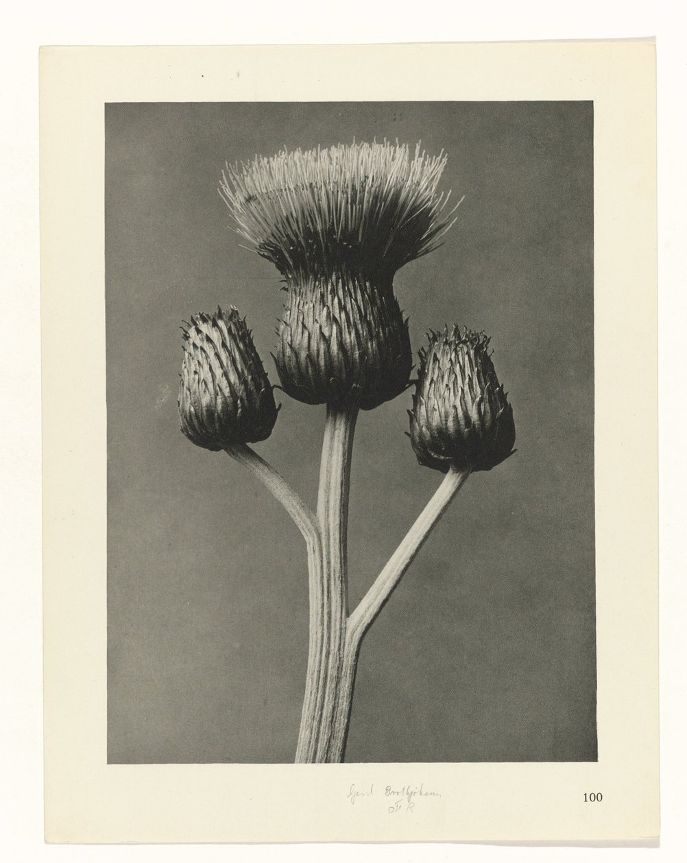 plan çalışması Sanat Arketipleri (dizi başlığı) by Karl Blossfeldt