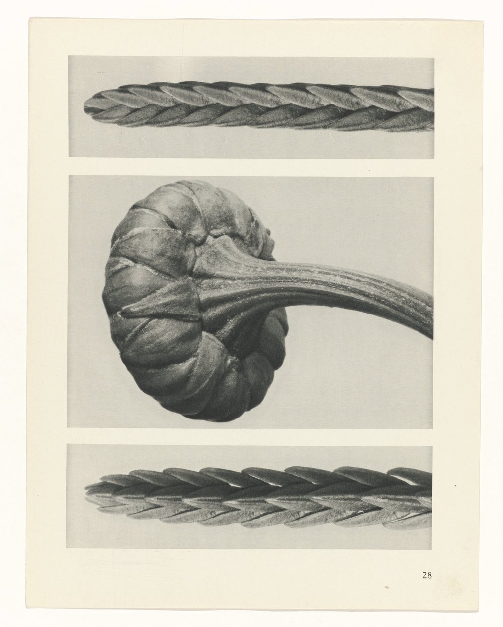 plan çalışması Sanat Arketipleri (dizi başlığı) by Karl Blossfeldt