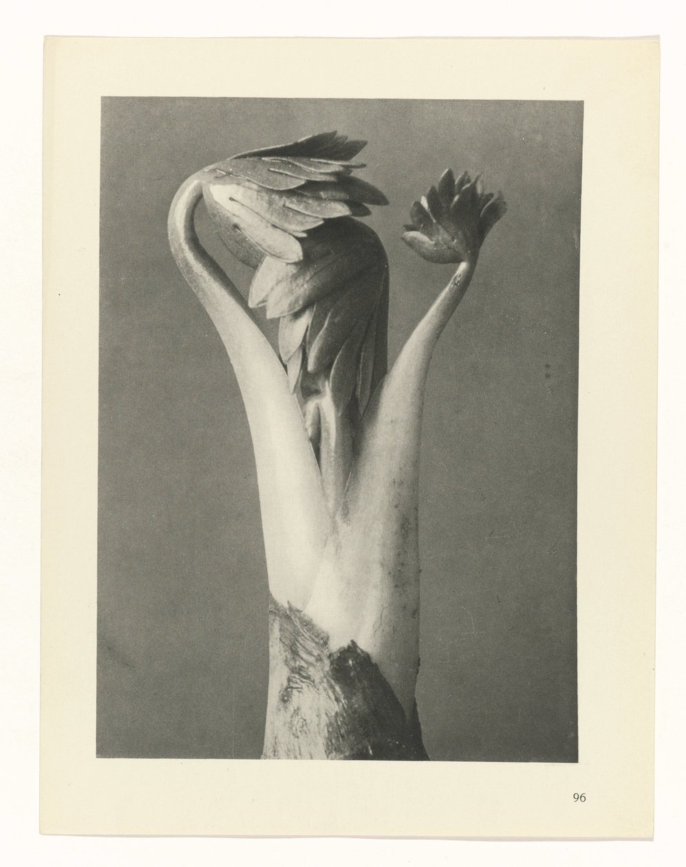plan çalışması Sanat Arketipleri (dizi başlığı) by Karl Blossfeldt