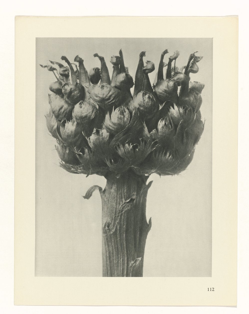 plan çalışması Sanat Arketipleri (dizi başlığı) by Karl Blossfeldt