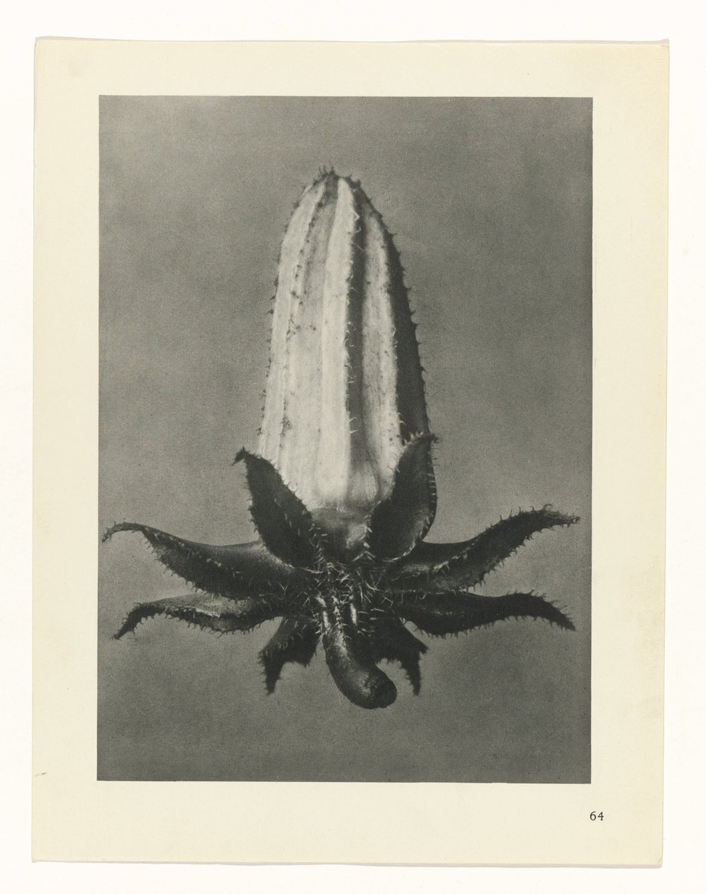 plan çalışması Sanat Arketipleri (dizi başlığı) by Karl Blossfeldt