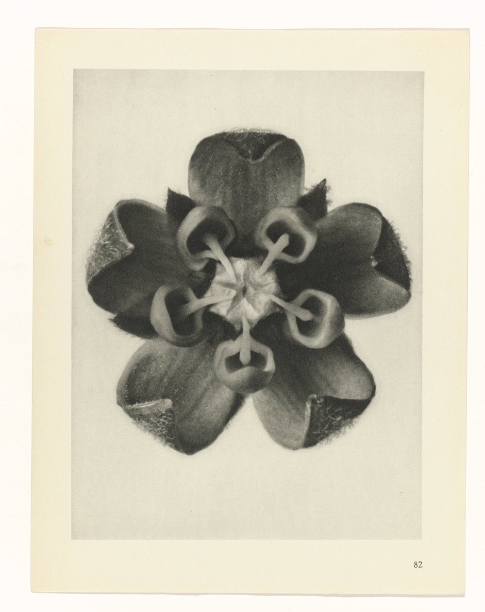 plan çalışması Sanat Arketipleri (dizi başlığı) by Karl Blossfeldt