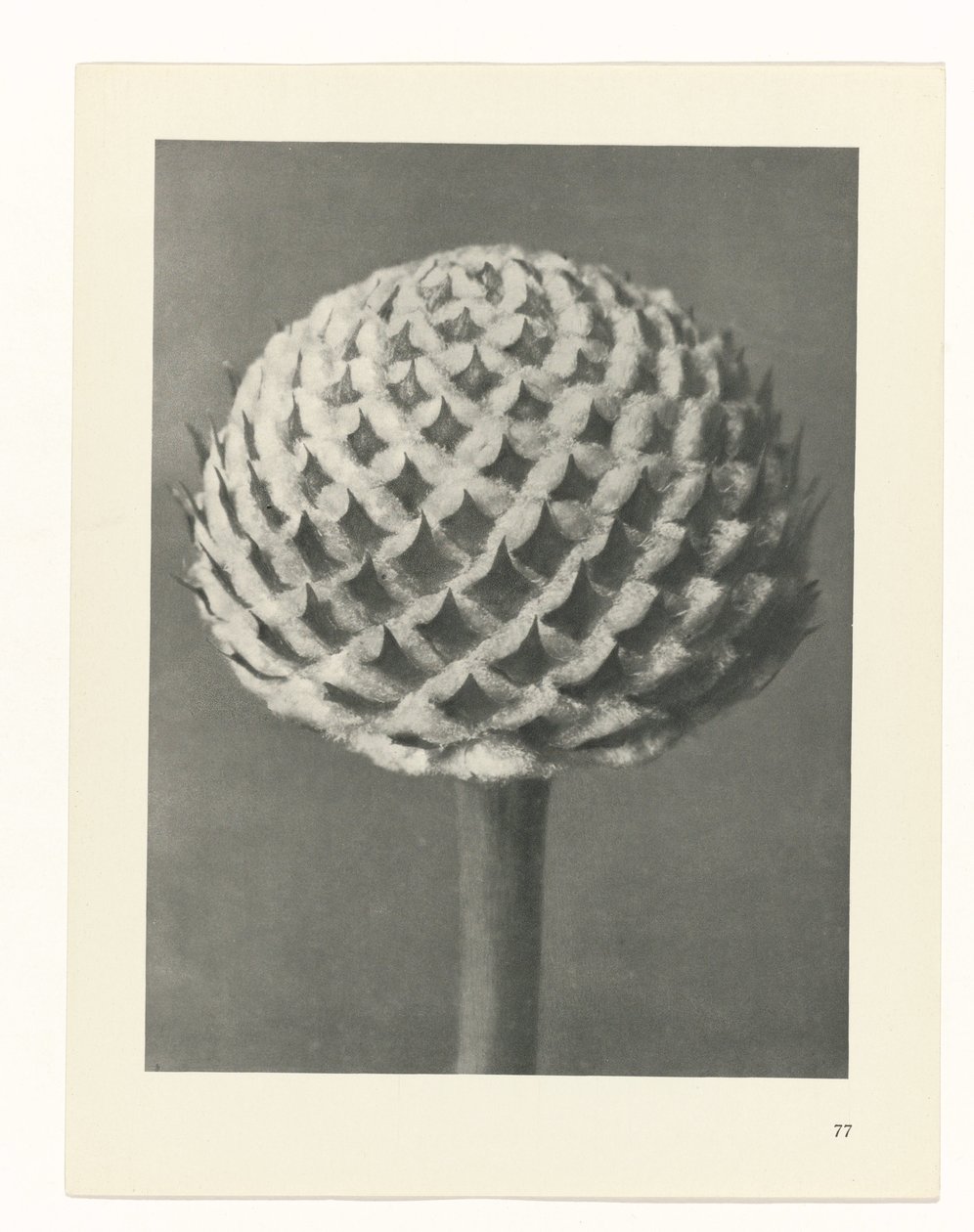 plan çalışması Sanat Arketipleri (dizi başlığı) by Karl Blossfeldt