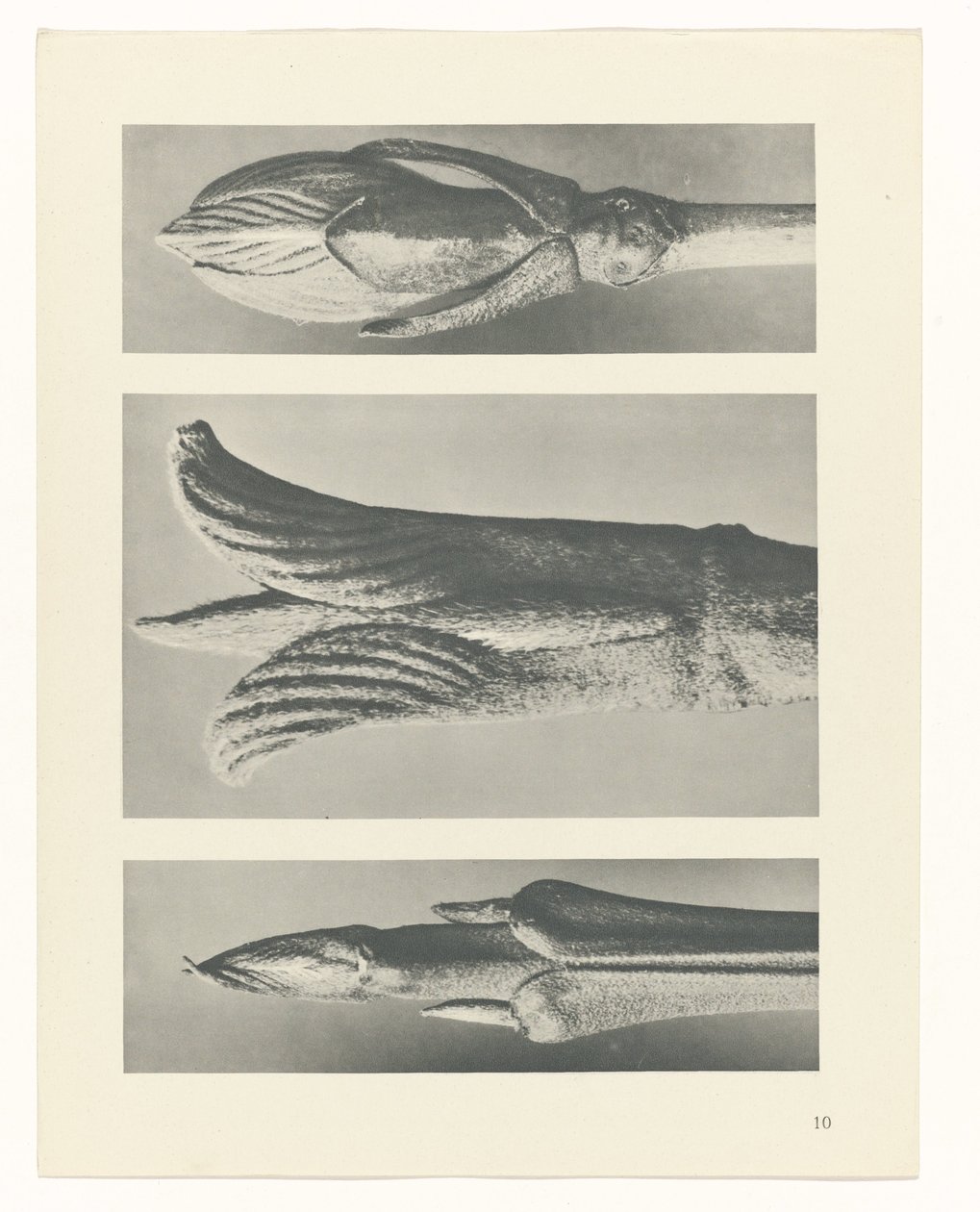 plan çalışması Sanat Arketipleri (dizi başlığı) by Karl Blossfeldt