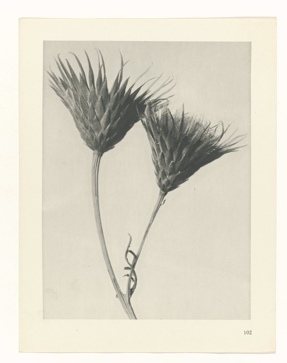 plan çalışması Sanat Arketipleri (dizi başlığı) by Karl Blossfeldt