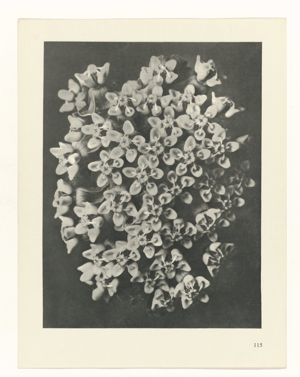 plan çalışması Sanat Arketipleri (dizi başlığı) by Karl Blossfeldt
