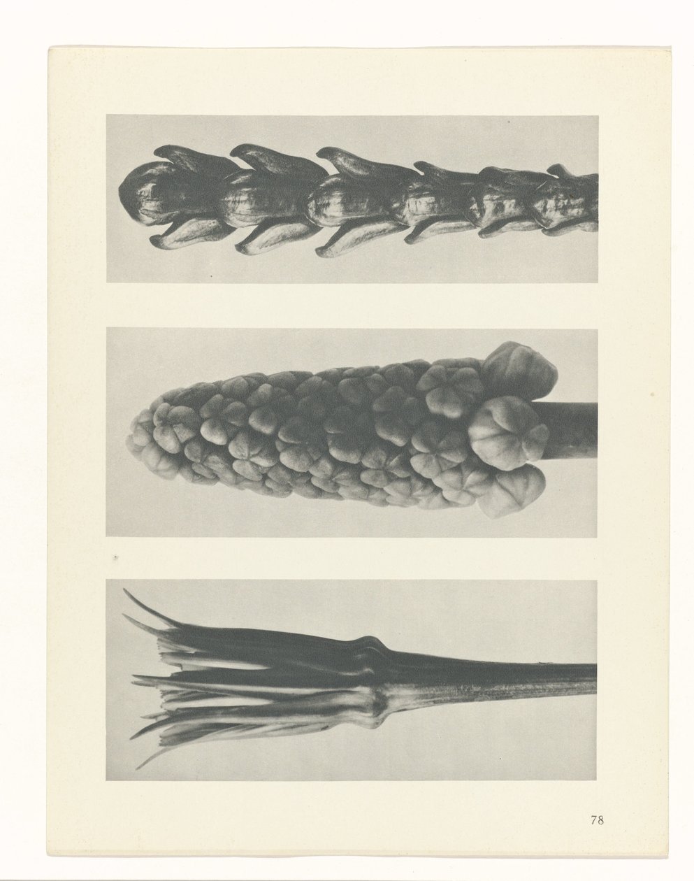 plan çalışması Sanat Arketipleri (dizi başlığı) by Karl Blossfeldt