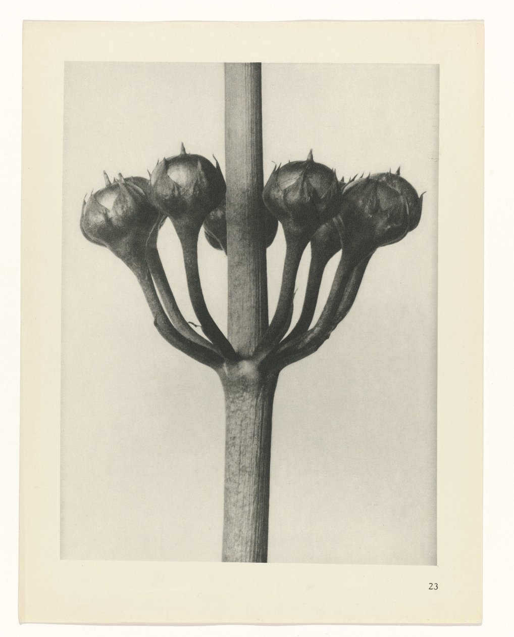 plan çalışması Sanat Arketipleri (dizi başlığı) by Karl Blossfeldt