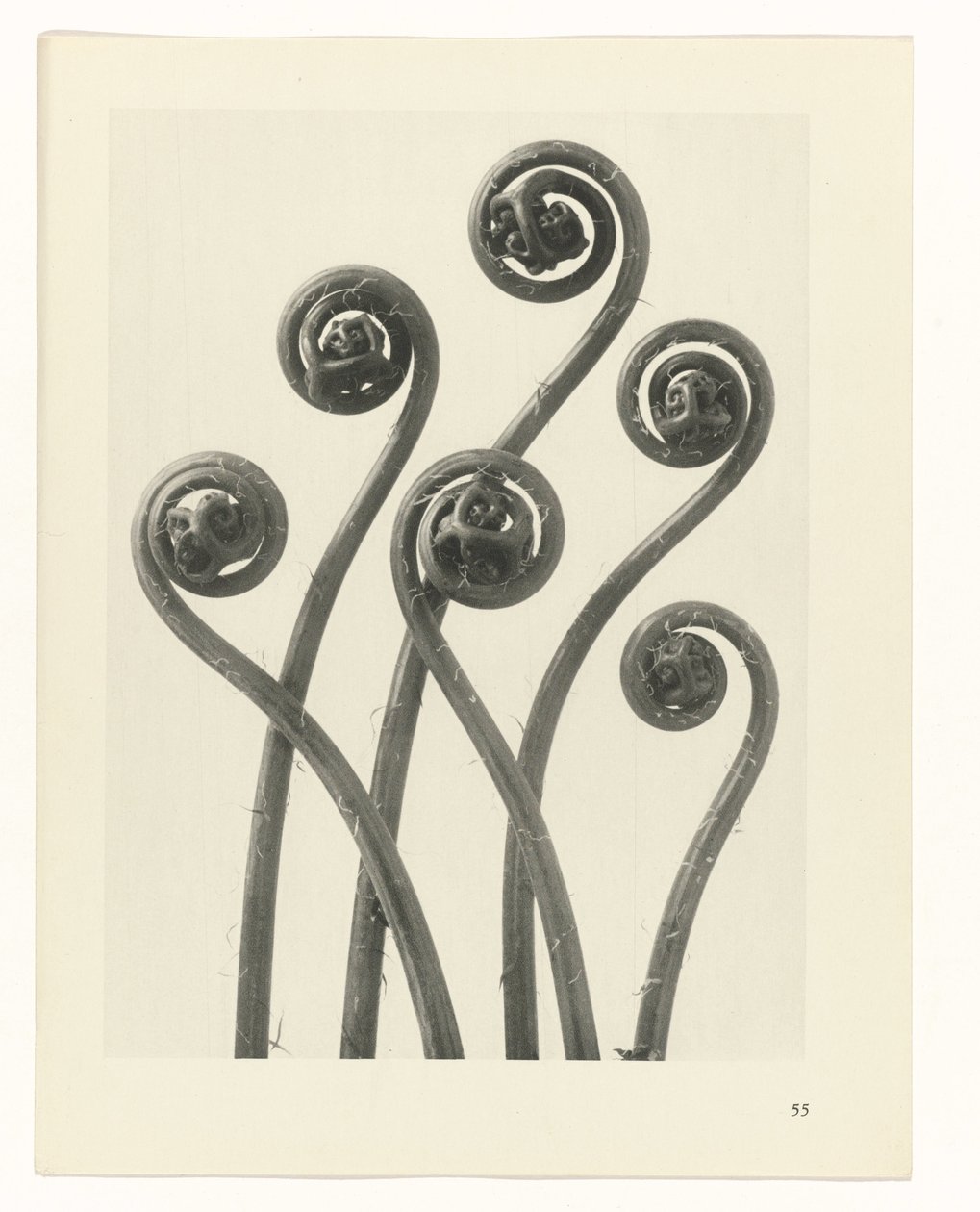 plan çalışması Sanat Arketipleri (dizi başlığı) by Karl Blossfeldt