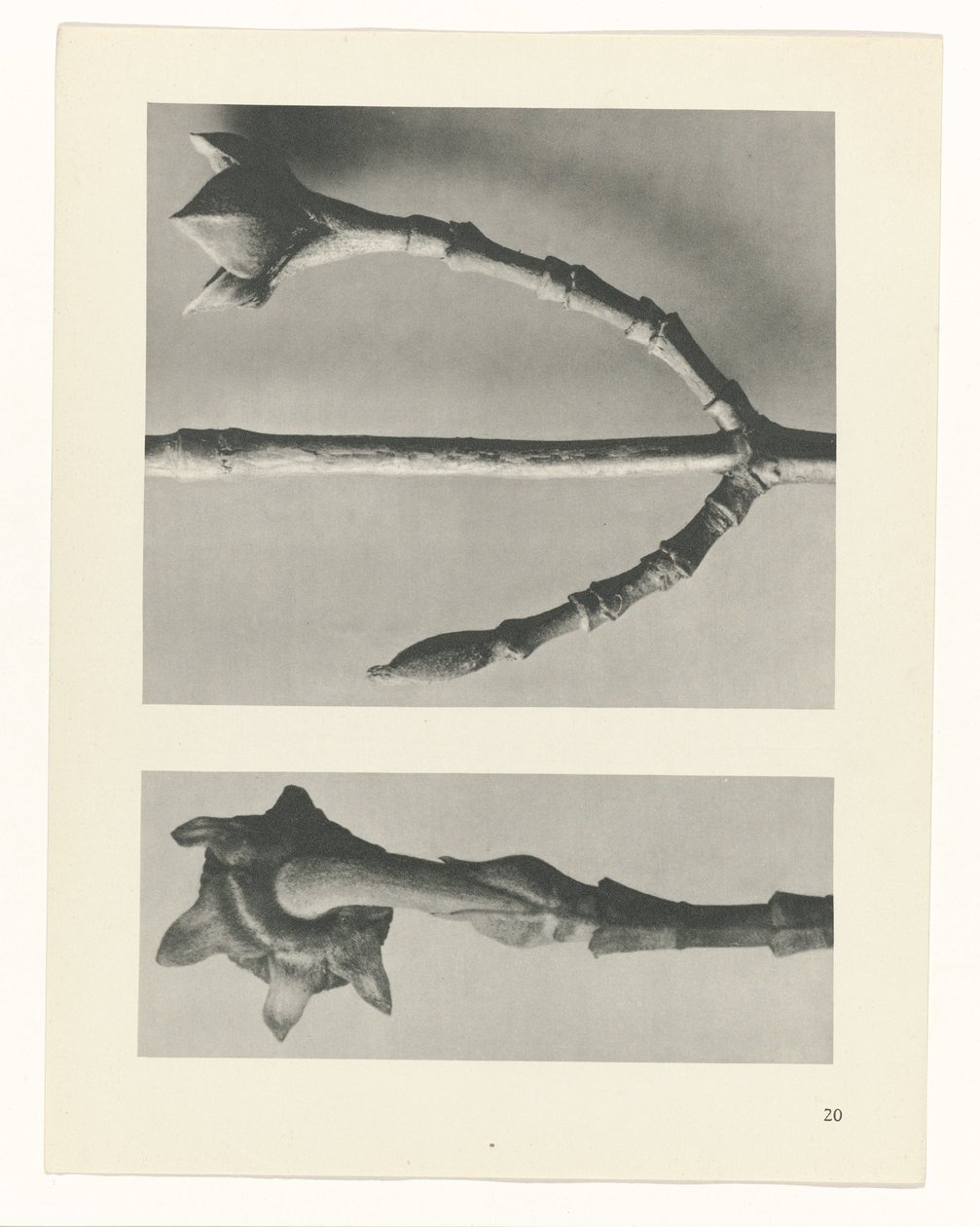 plan çalışması Sanat Arketipleri (dizi başlığı) by Karl Blossfeldt