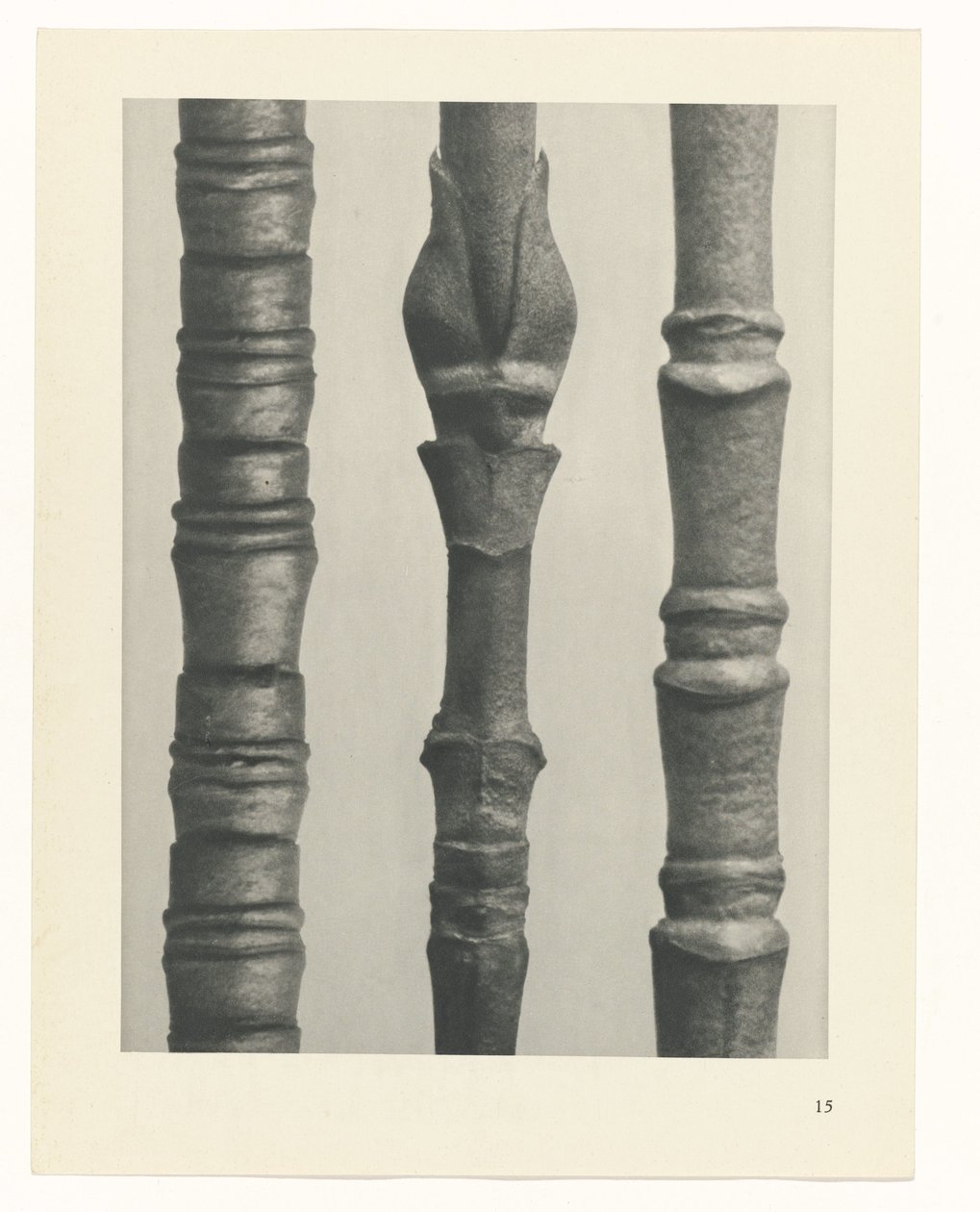 plan çalışması Sanat Arketipleri (dizi başlığı) by Karl Blossfeldt