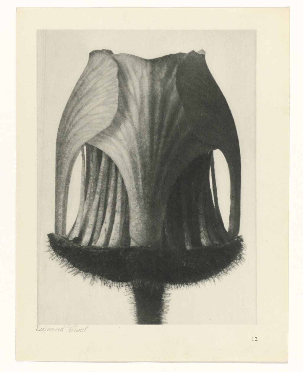 plan çalışması Sanat Arketipleri (dizi başlığı) by Karl Blossfeldt