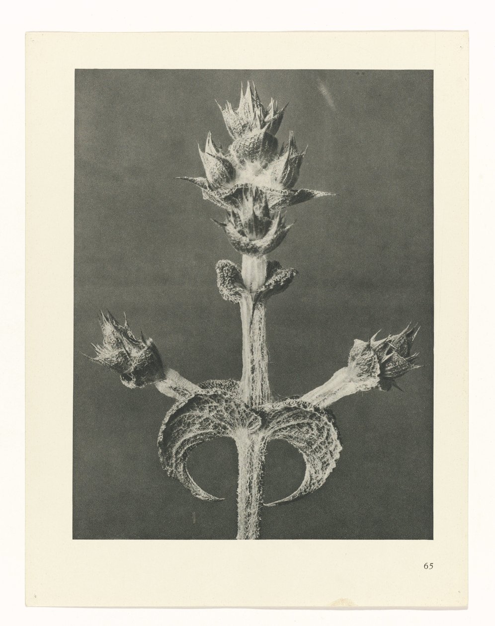 plan çalışması Sanat Arketipleri (dizi başlığı) by Karl Blossfeldt