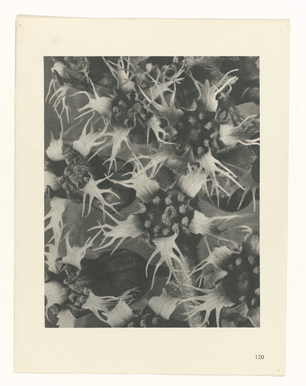 plan çalışması Sanat Arketipleri (dizi başlığı) by Karl Blossfeldt
