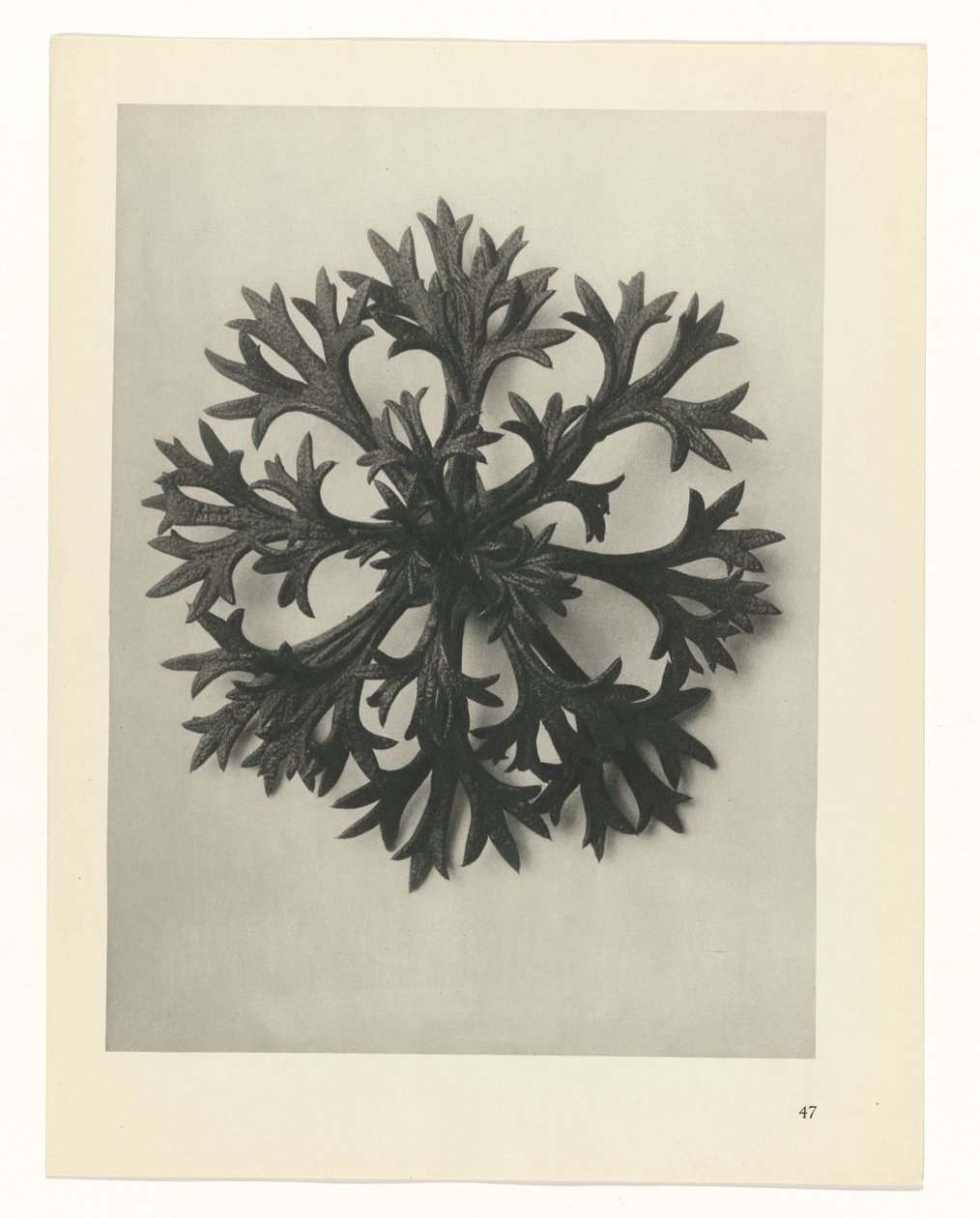 plan çalışması Sanat Arketipleri (dizi başlığı) by Karl Blossfeldt