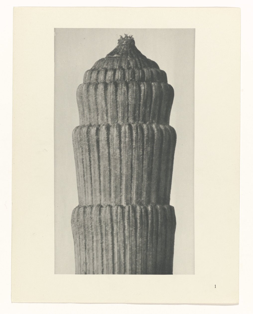 Plan çalışması, Equisetum hiemale Sanat Arketipleri (dizi başlığı) by Karl Blossfeldt