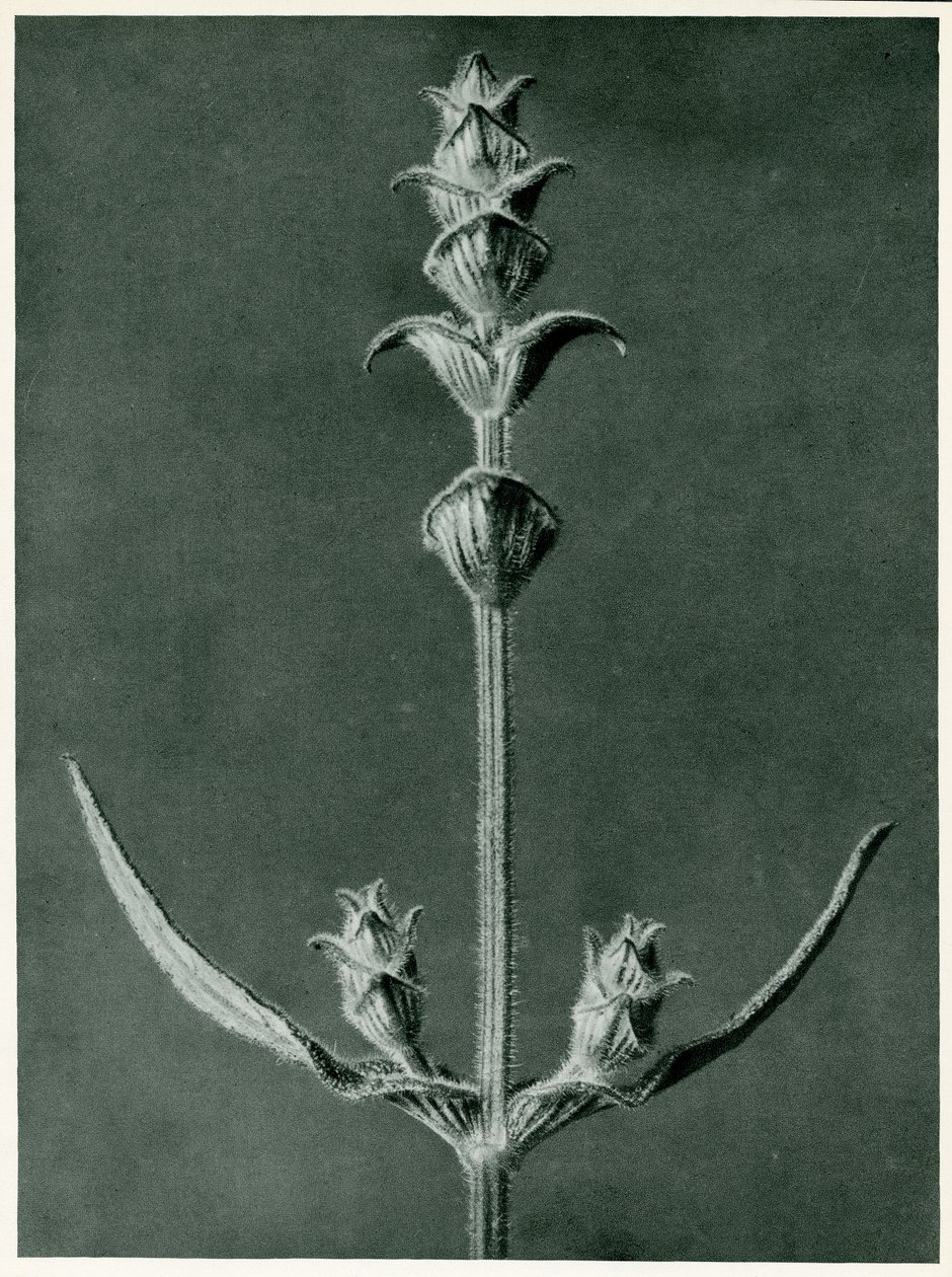 Salvia, 1929 (fotogravür) by Karl Blossfeldt