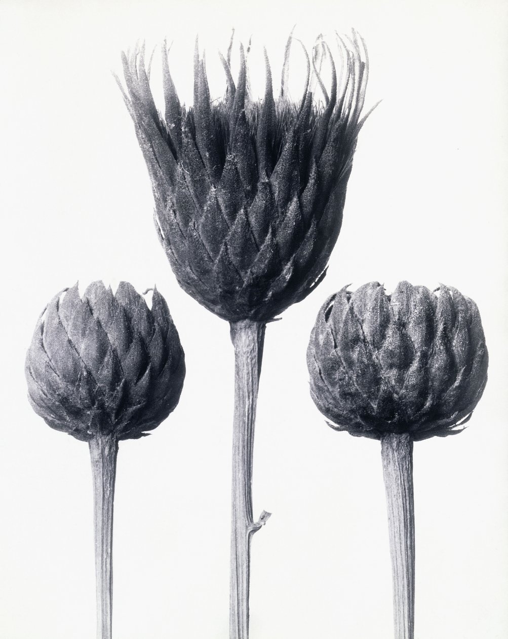 Serratula Nudicaulis (Çıplak saplı Adi Testere), c.1928 (jelatin gümüş baskı) by Karl Blossfeldt