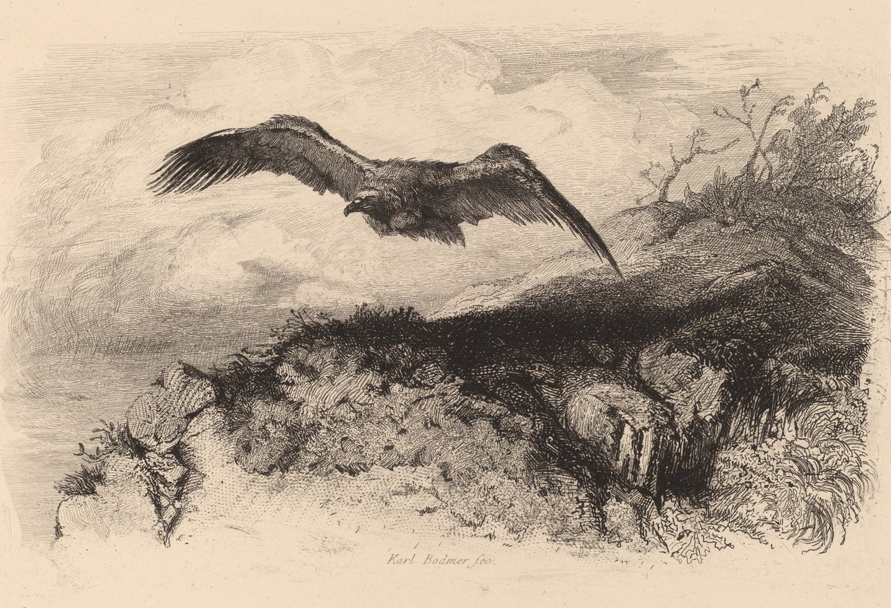 Kartal uçuşta. by Karl Bodmer