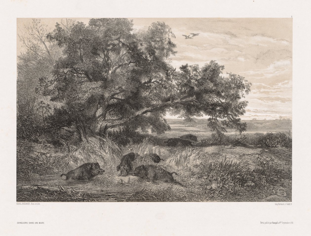 Doğadan Sonra Hayvanlar ve Manzara: Gölde Yaban Domuzu by Karl Bodmer