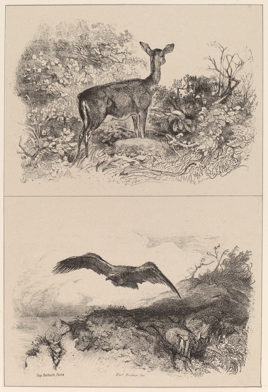geyik, kartal by Karl Bodmer