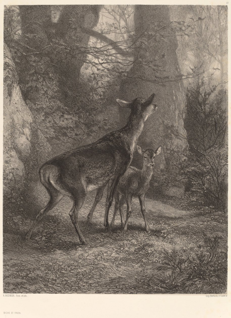 Doe ve Fawn. by Karl Bodmer