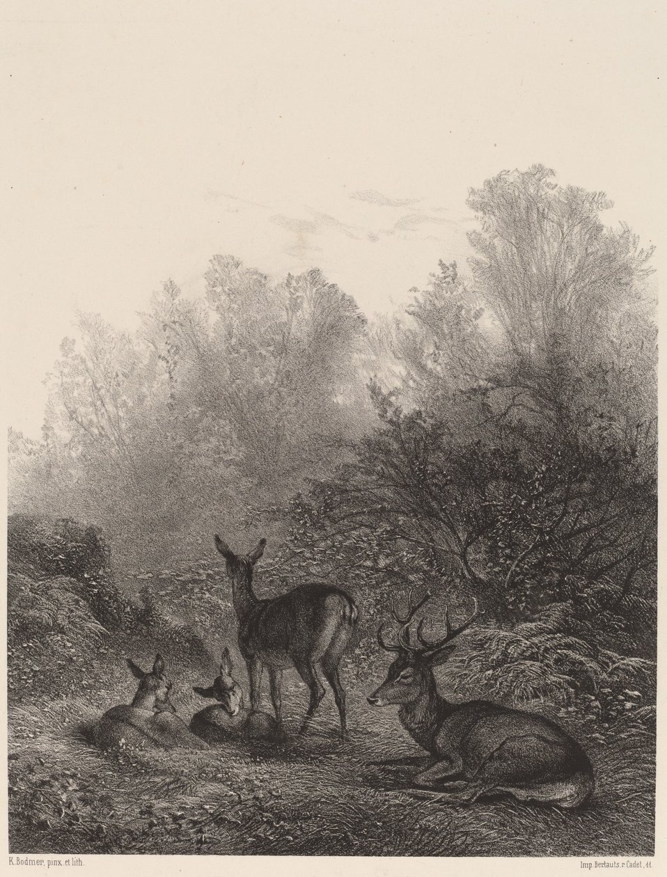 geyik dinlenme by Karl Bodmer