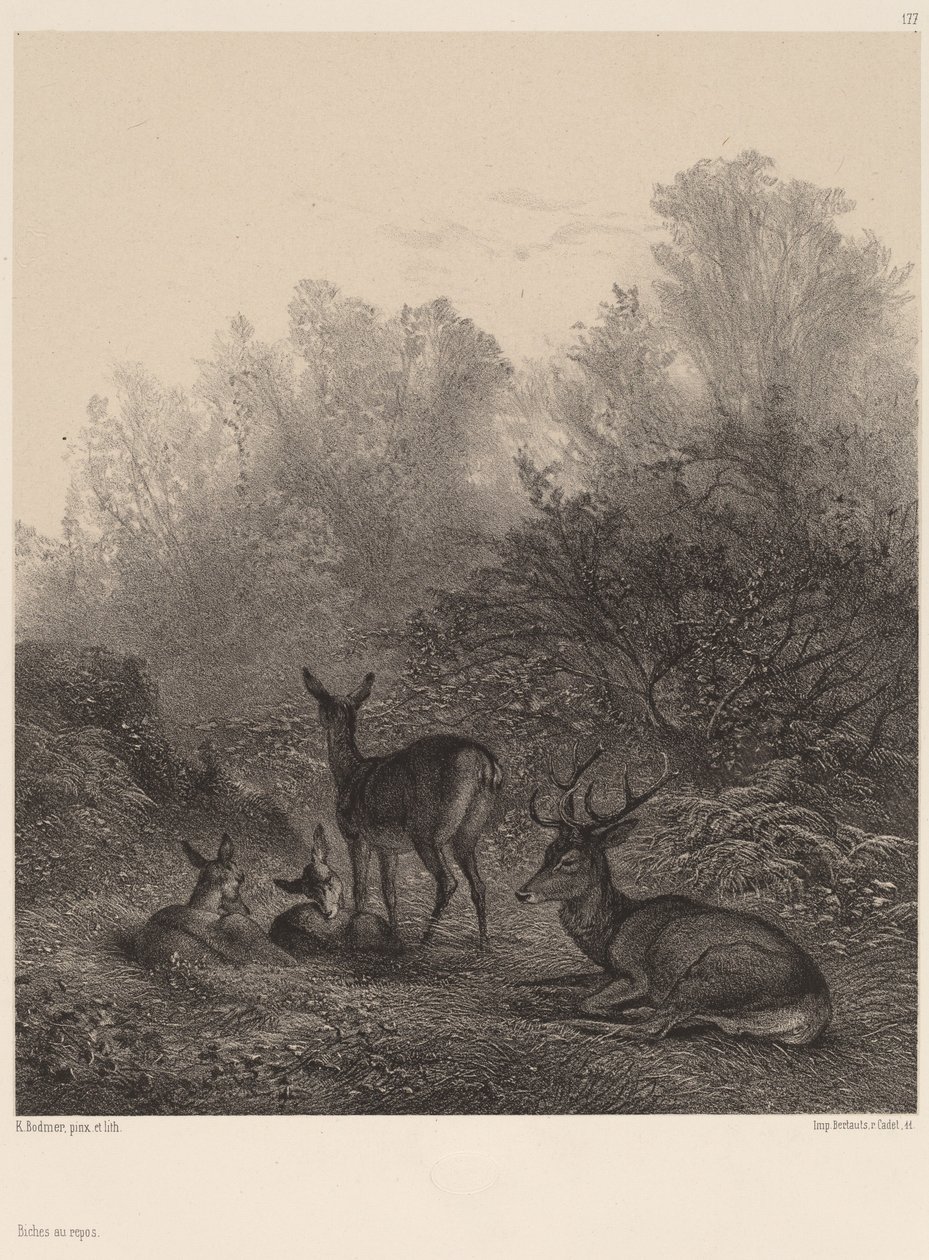geyik dinlenme by Karl Bodmer