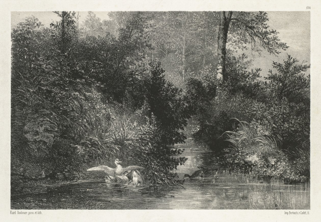Canards Ördekler. by Karl Bodmer