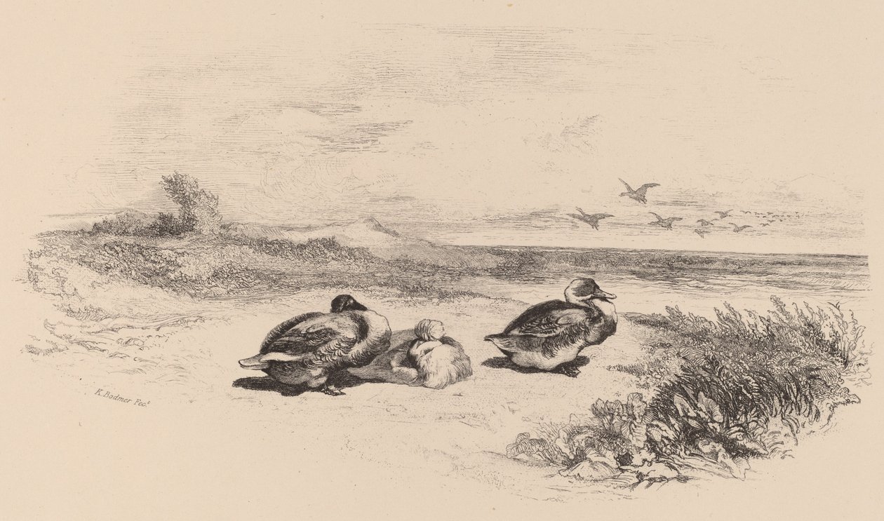 yaban ördekleri by Karl Bodmer