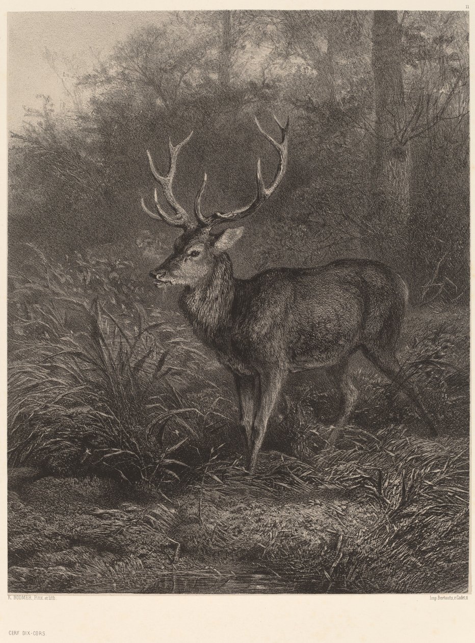 Cerf Dix-Cors. by Karl Bodmer