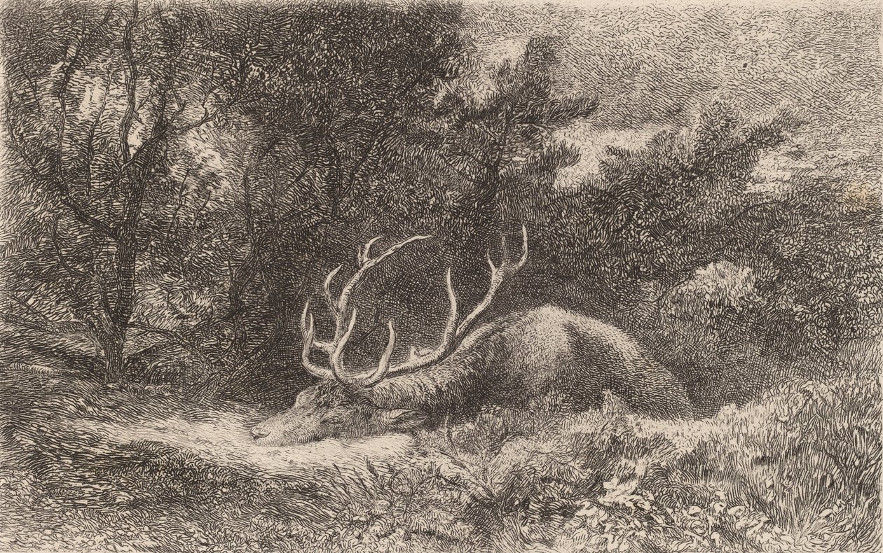 Geyik a la Repose. by Karl Bodmer