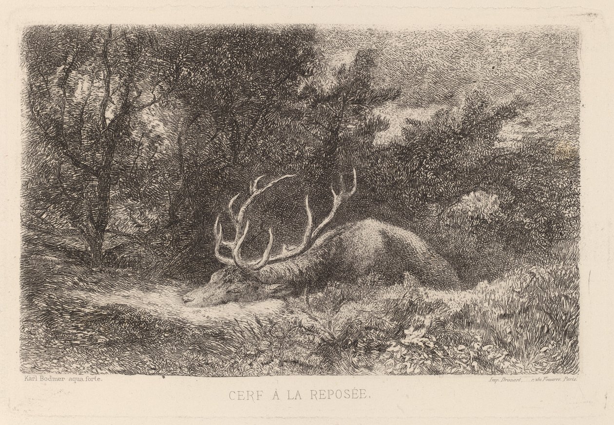 Geyik a la Repose by Karl Bodmer