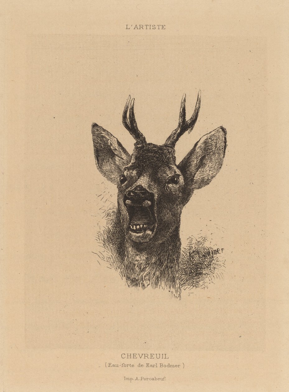 geyik by Karl Bodmer