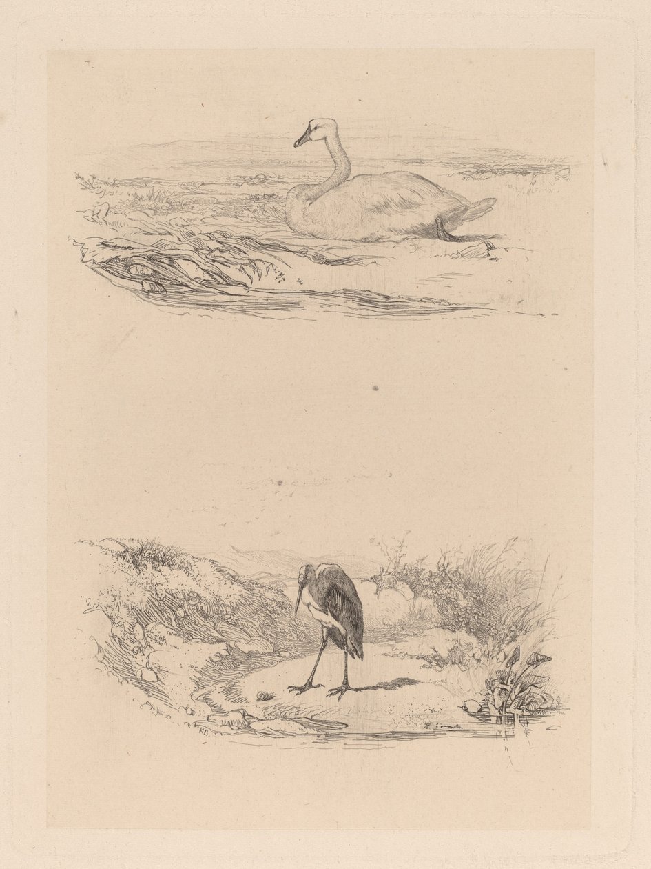 kuğu, balıkçıl by Karl Bodmer