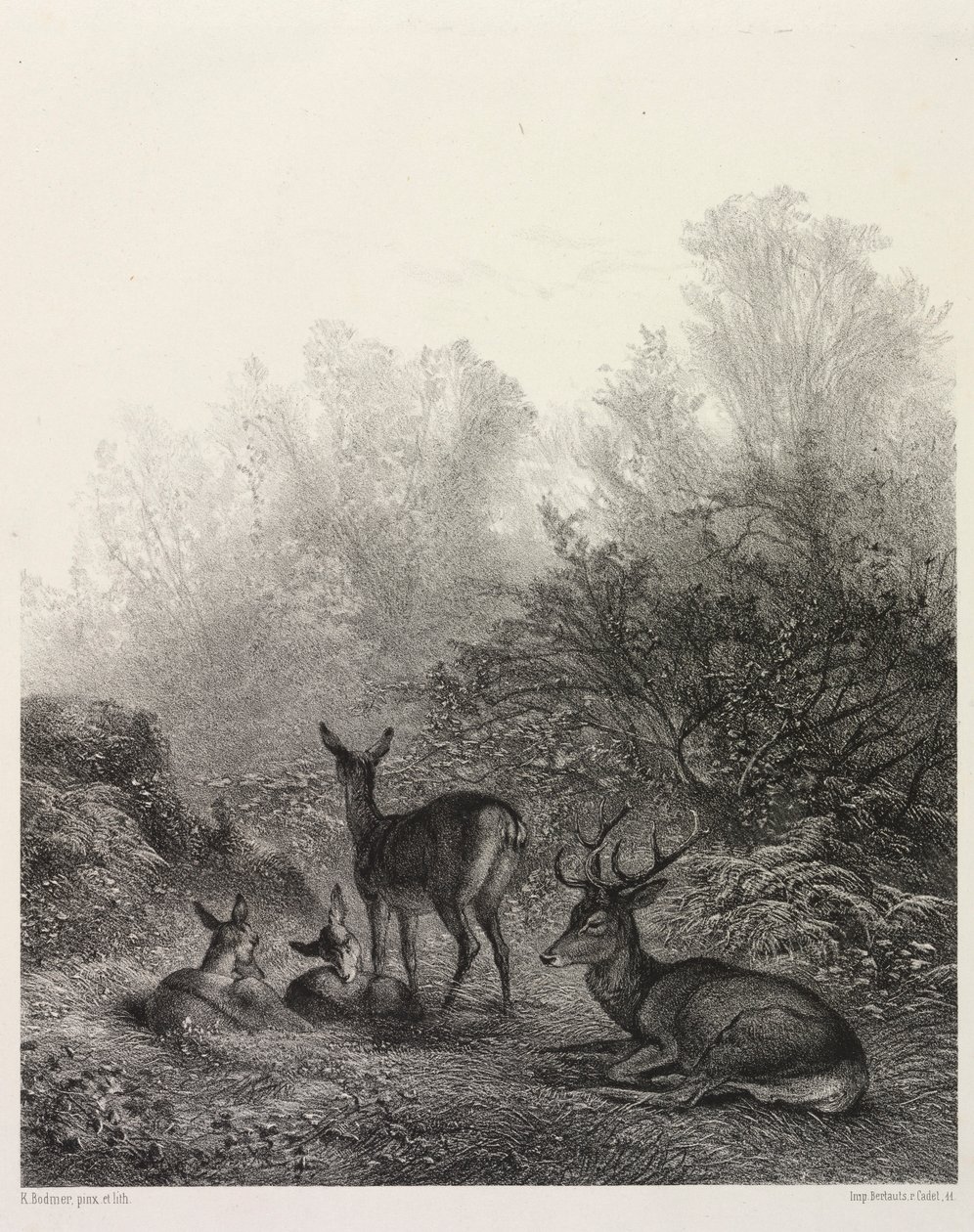 Dinlenme Geyik. by Karl Bodmer