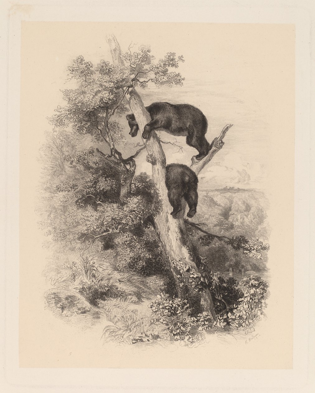 iki ayı by Karl Bodmer