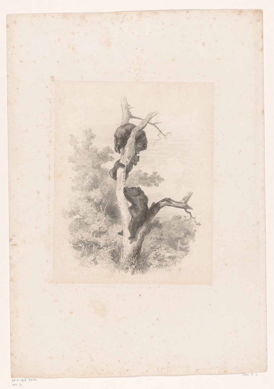 Bir ağaçta üç ayı Hayvanlarla manzaralar (dizi başlığı) by Karl Bodmer