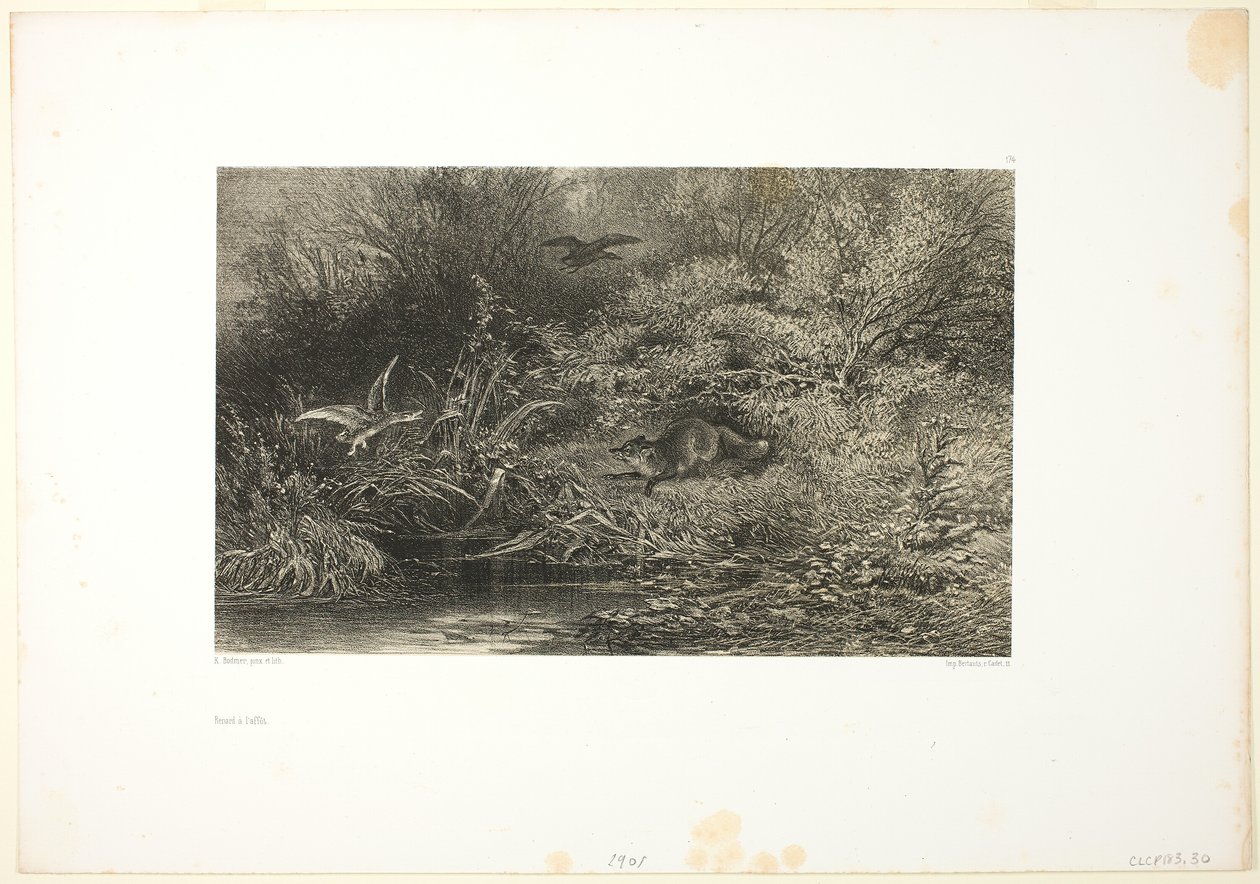 Sinsi sinsi tilki by Karl Bodmer