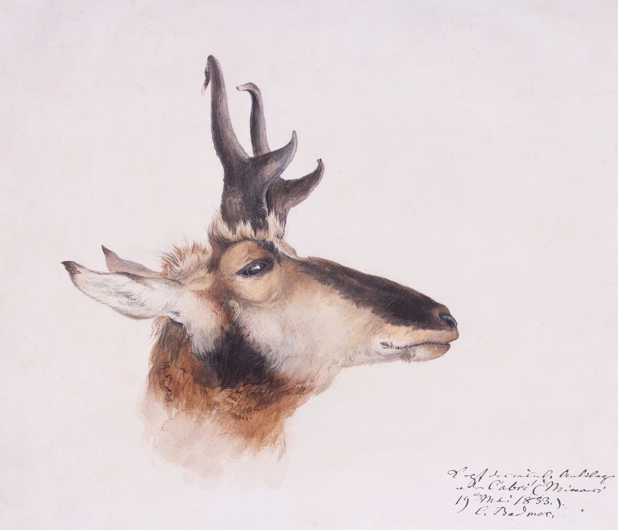 Bir Antilop Başkanı by Karl Bodmer