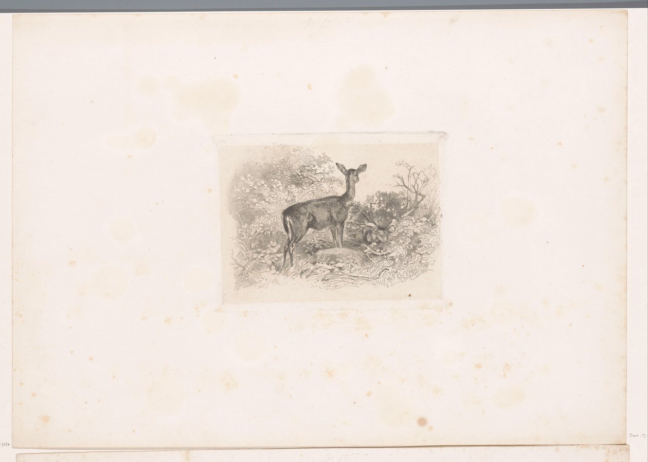 ormanda Hindu Hayvanlarla manzaralar (dizi başlığı) by Karl Bodmer